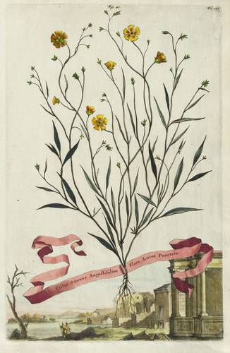 Zistrosen - Geflecktes Sandröschen - Geflecktes Sandröschen - Cistus Annuus Angustifolius Flore Luteo Punctato