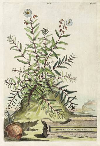 Zistrosen - Clusius-Zistrose (Cistus clusii) - Clusius-Zistrose (Cistus clusii) - Cistus Minor Rosmarini-Folius