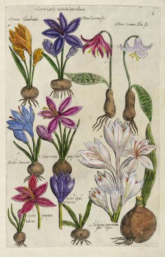 Krokus, Herbstzeitlose & Zahnlilie -  -  - 