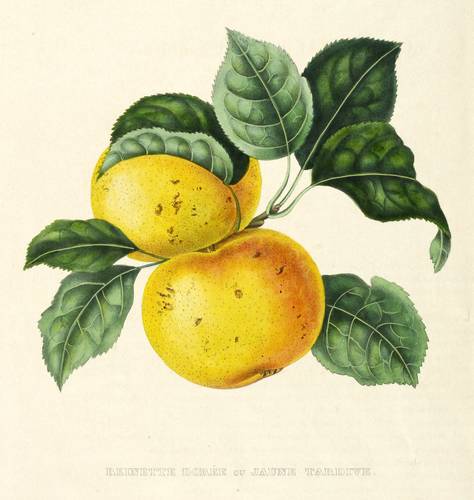 Obst - Äpfel. - Goldrenette / Berlepsch - Äpfel. - Goldrenette / Berlepsch - Reinette Dorée ou Jaune Tardive