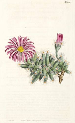 Mittagsblumengewächse - Mesembryanthemum - Mesembryanthemum - Mesembryanthemum Densum