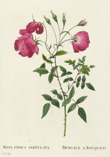 Rosen - China-Rosen. - La Bengale - China-Rosen. - La Bengale - Rosa Indica Sertulata. Bengale a Bouquets