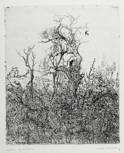 Wittig, Ute -  -  - Altes Gehölz