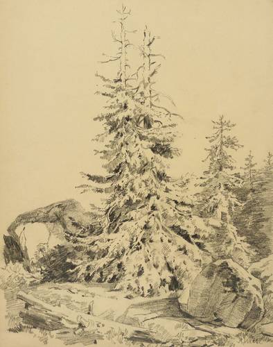 Welte, R -  -  - Zwei Tannen zwischen Felsbrocken