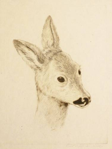 Gebhardt, Rudolf -  -  - Rehkopf