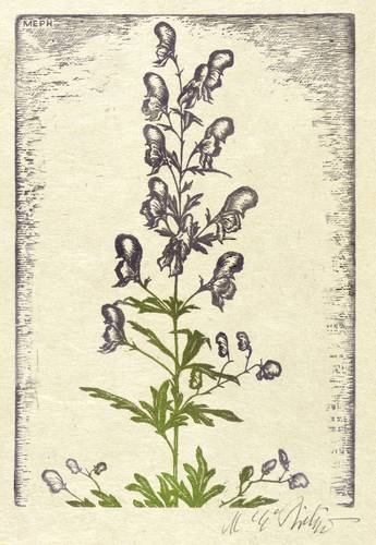 Philipp, Martin Erich (MEPH) -  -  - Eisenhut