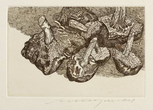 Münzner, Rolf -  -  - Pilze