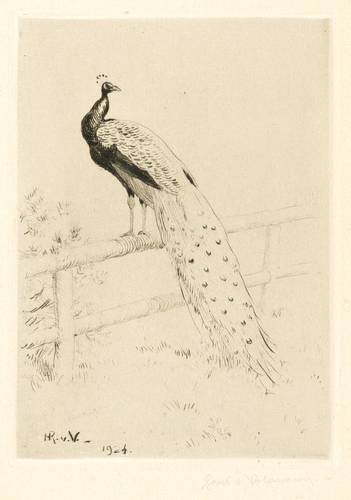 Volkmann, Hans Richard von -  -  - Pfau