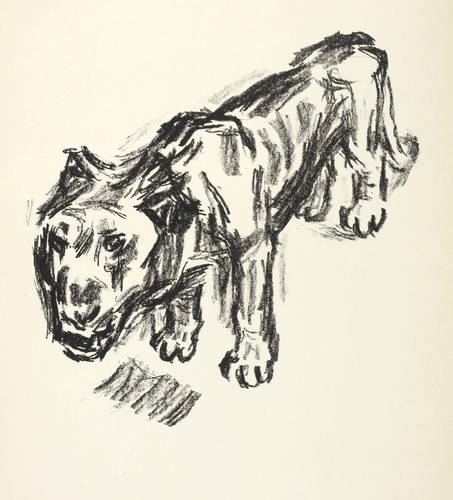 Beeh, Rene -  -  - Löwe