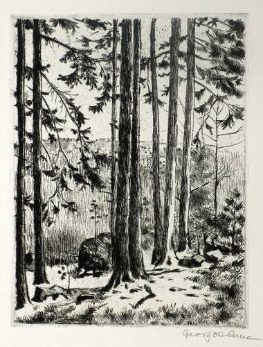 Oehme, Georg -  -  - Blick aus dem Wald