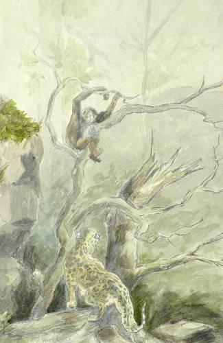 Pathé, Moritz -  -  - Gepard und Schimpanse (Afrika)