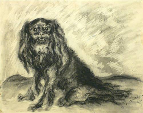 Hunde - King Charles Spaniel - King Charles Spaniel - 