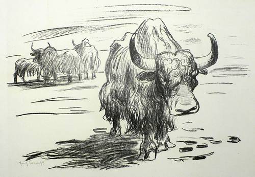 Fraaß, Erich -  -  - Büffel