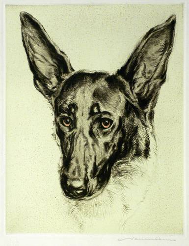 Neumann, Hermann Fritz -  -  - Schäferhund
