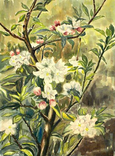 Obst - Äpfel. - Apfelblüte - Äpfel. - Apfelblüte - 