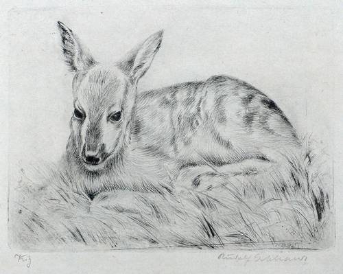 Gebhardt, Rudolf -  -  - Kitz