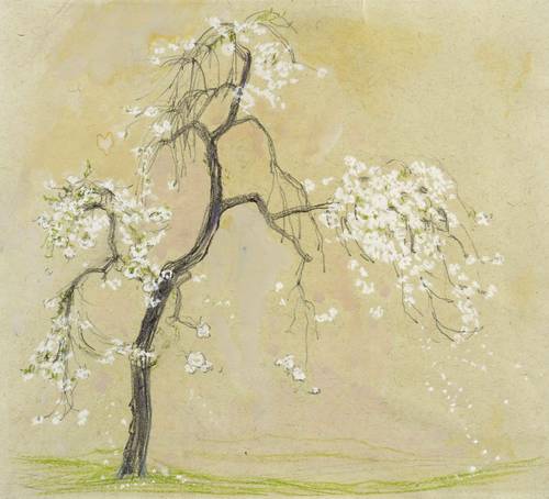 Schubert, Renate -  -  - Blühender Kirschbaum