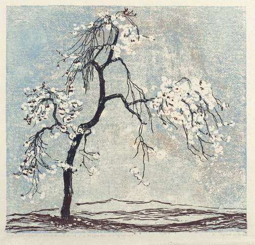 Schubert, Renate -  -  - Blühender Kirschbaum