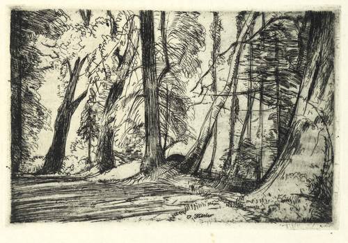 Fischer, Otto -  -  - Ohne Titel (Waldesdickicht)