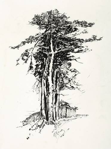 Groß, Paul -  -  - Föhren am Dünenwald (Ostsee)