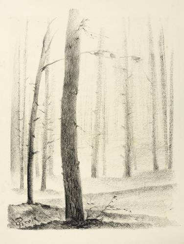 Groß, Paul -  -  - Dünenwald