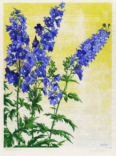 Philipp, Martin Erich - MEPH - MEPH - Rittersporn