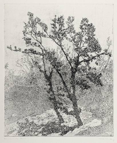 Wittig, Ute -  -  - Bäume in der Sonne