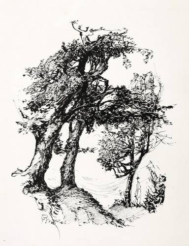 Groß, Paul -  -  - Bäume am Steilufer (Ostseereise)