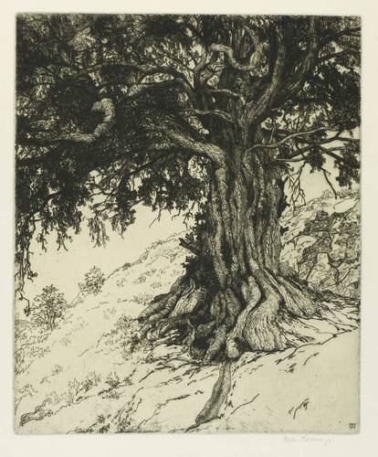 Steiniger, Ferdinand -  -  - Alter Baum