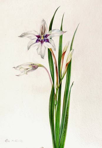 Zierpflanzen. - Gladiolen - Abessinische Gladiole / Sterngladiole - Abessinische Gladiole / Sterngladiole - Acidanthera. Abessinische Gladiole