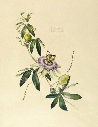 Zierpflanzen - Passionsblumen. - Blaue Passionsblume - Passionsblumen. - Blaue Passionsblume - Passionsblume. Passiflora caerulea