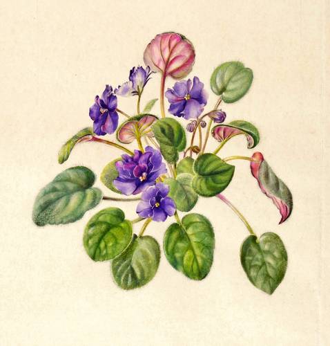 Zierpflanzen - Gesnerien. - Usambaraveilchen - Gesnerien. - Usambaraveilchen - Usambara-Veilchen