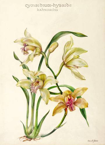 Zierpflanzen - Orchideen. - Kahnlippe / Cymbidium - Orchideen. - Kahnlippe / Cymbidium - Cymbidium Hybride. Kahnorchis