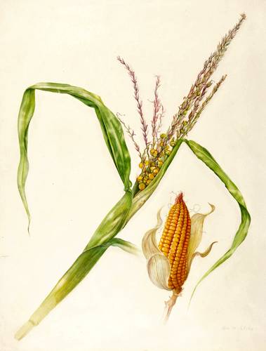 Gemüse - Mais (Zea mays) - Mais (Zea mays) - Mais. Zea Mays