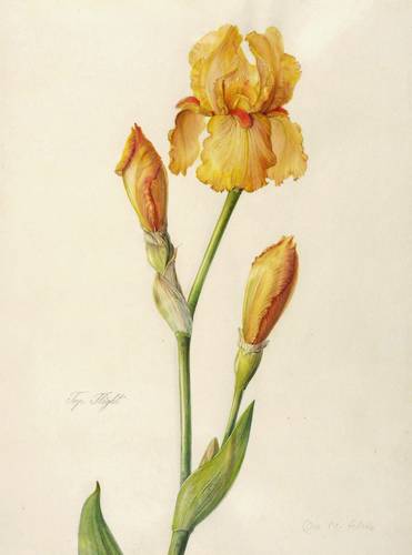 Zierpflanzen - Schwertlilien. - Bart-Iris. - Hohe Garten-Schwertlilie Top Flight - Schwertlilien. - Bart-Iris. - Hohe Garten-Schwertlilie Top Flight - Top Flight