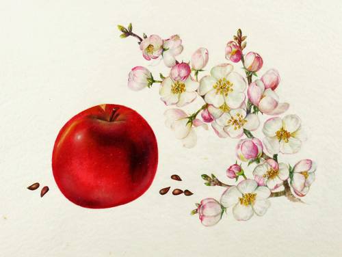 Obst - Äpfel. - Elstar (Malus domestica) - Äpfel. - Elstar (Malus domestica) - Malus. Apfelbaum