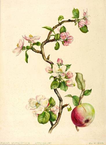 Obst - Äpfel. - Gravensteiner (Malus domestica) - Äpfel. - Gravensteiner (Malus domestica) - Malus domestica. Apfelbaum