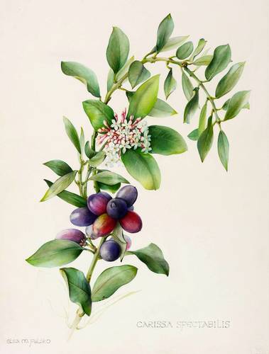 Gehölze - Wachsbäume. - Carissa spectabilis / Giftschön - Wachsbäume. - Carissa spectabilis / Giftschön - Wachsbaum. Carissa spectabilis