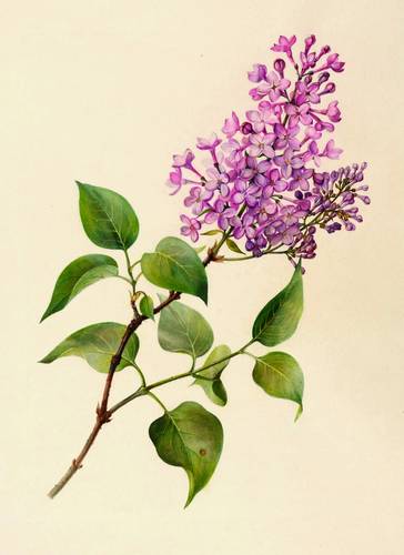 Ziersträucher - Flieder. - Gemeiner Flieder - Flieder. - Gemeiner Flieder - Syringa vulgaris. Flieder
