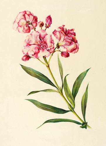 Ziersträucher - Oleander. - Rosenlorbeer (Nerium Oleander) - Oleander. - Rosenlorbeer (Nerium Oleander) - Nerium Olander. Oleander Rosenlorbeer Anatolien