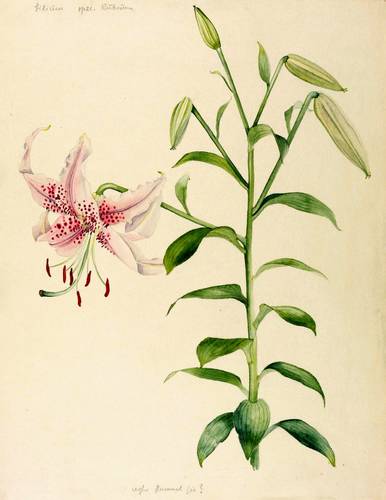 Zierpflanzen - Lilien. - Prachtlilie (Lilium speciosum) - Lilien. - Prachtlilie (Lilium speciosum) - Lilium spec. rubrum
