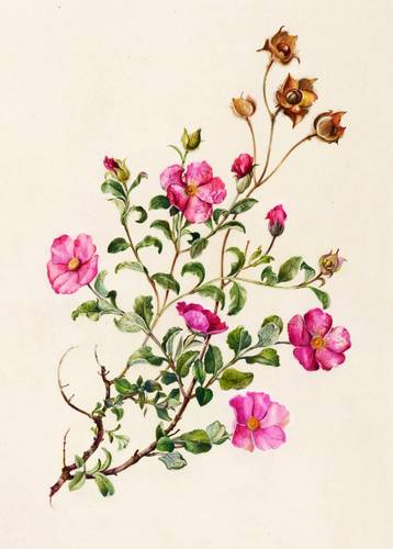 Zistrosen - Kretische Zistrose (Cistus creticus / Cistus villosus) - Kretische Zistrose (Cistus creticus / Cistus villosus) - Cistus villosus. Zottige Zistrose