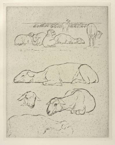 Gaul, August -  -  - Schafe