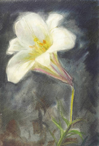 Gelbke, Georg -  -  - Weiße Amaryllis