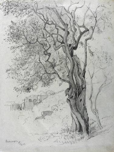 Deutscher Zeichner -  -  - Alter Ölbaum in Anacapri (Amalfiküste)