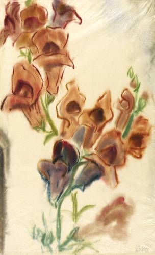 Gelbke, Georg -  -  - Orchideenblüten