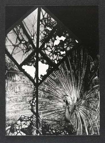 Lindner, Ulrich -  -  - Pfau