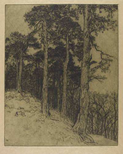 Steiniger, Ferdinand -  -  - Kiefern im Bergwald