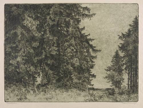 Steiniger, Ferdinand -  -  - Urwaldbäume