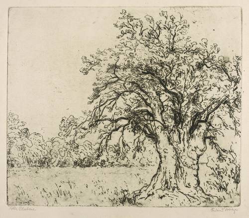 Steiniger, Ferdinand -  -  - Alte Platane